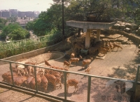 臺灣大建設時期的發展與轉折＞萬獸齊FUN 臺北市立動物園為什麼搬家？＞都市環境影響動物 新址落居木柵